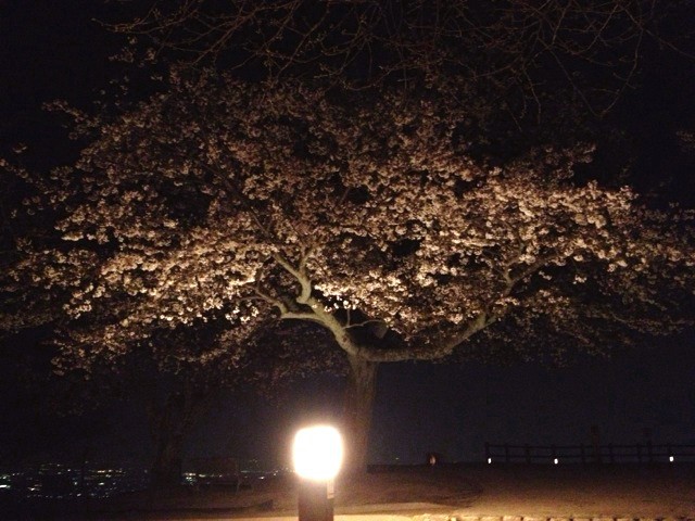 夜桜.jpg